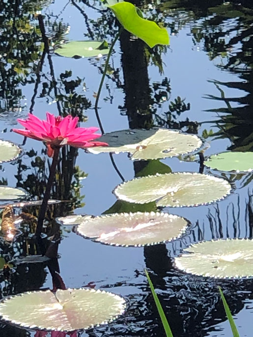 Bright Water Lily