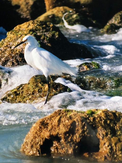 Egret