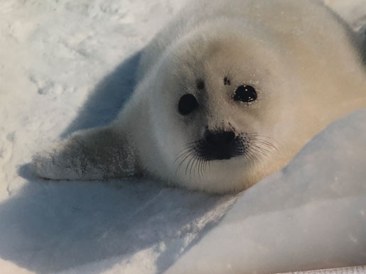 Seal Pup